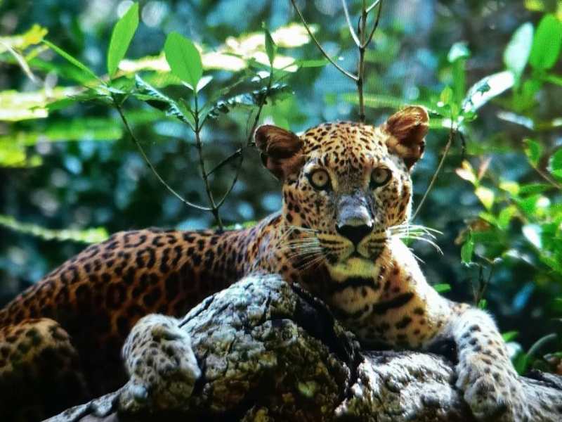 Yala National Park Camping Safari