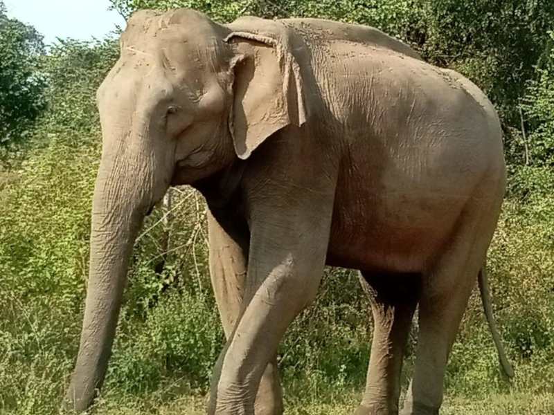 Yala National Park Camping Safari