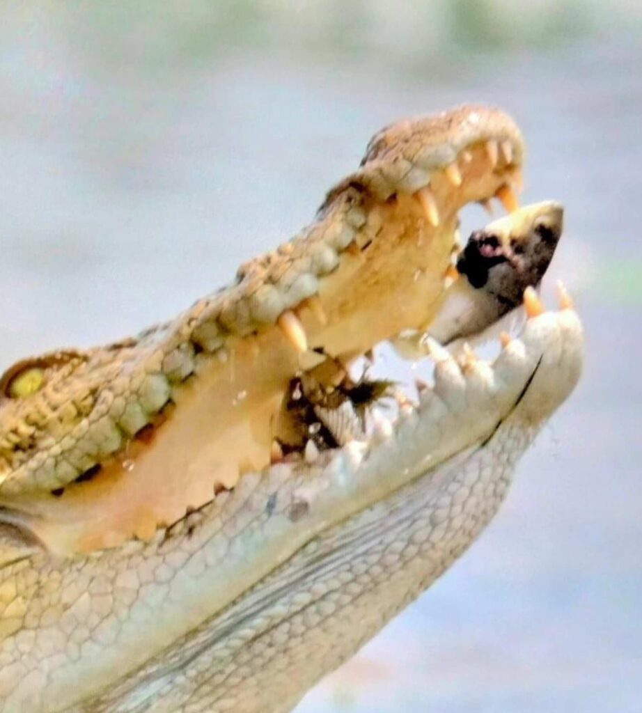 Angammedilla
