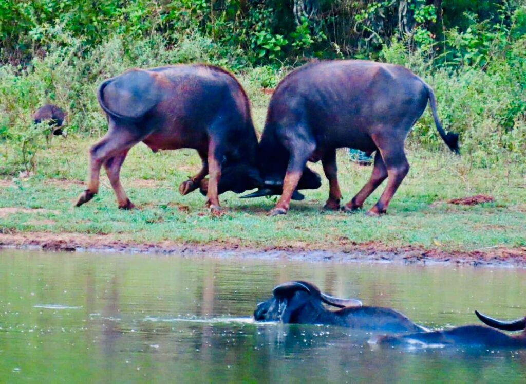 Sri Lanka tourism travel advice and safari guide